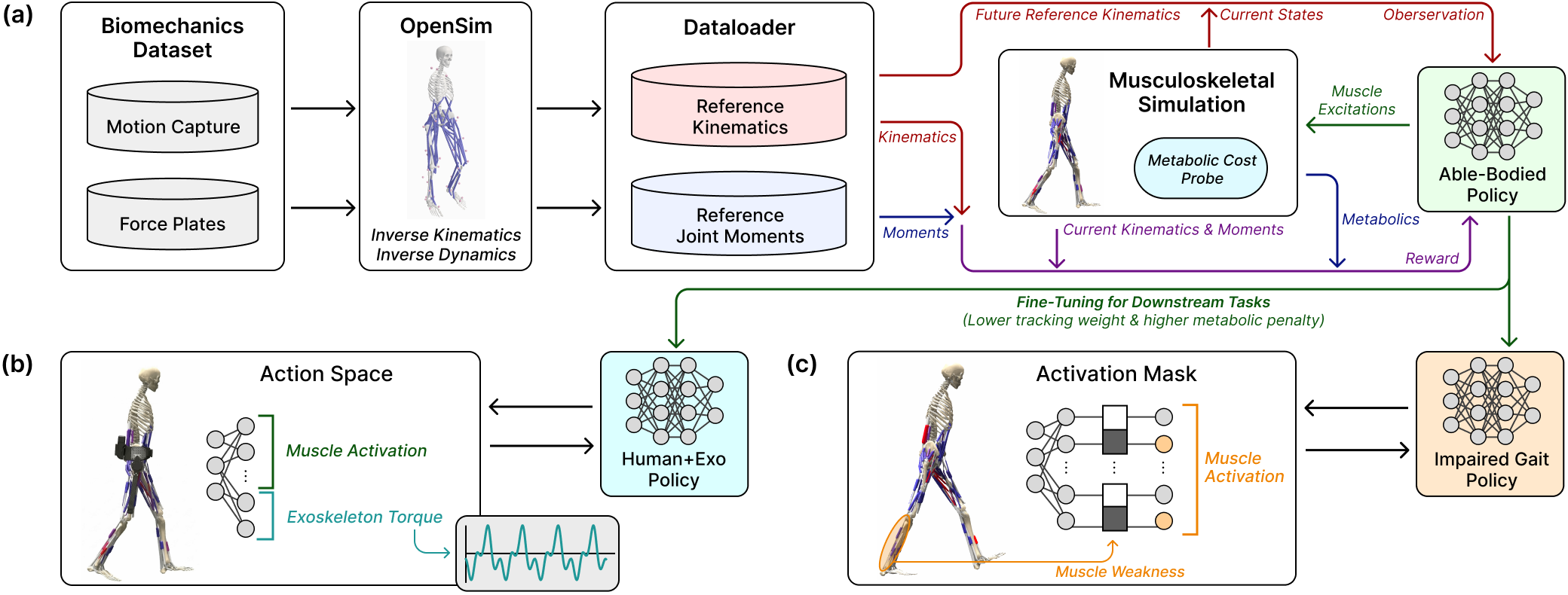 Musculoskeletal simulation and learning framework